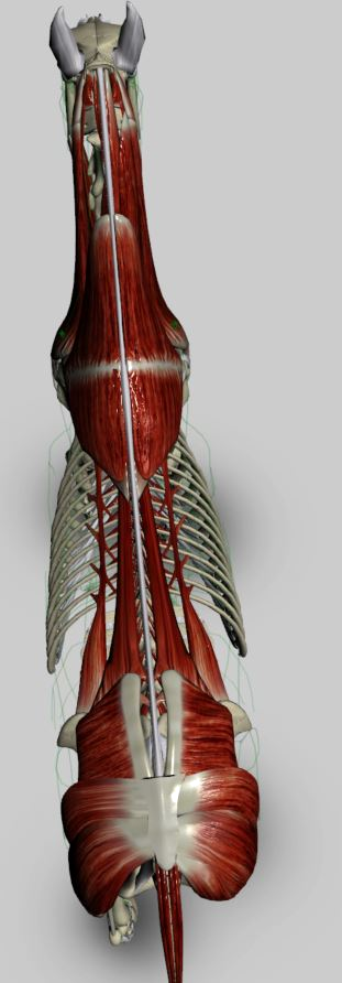 Dorsal view of equine muscle anatomy showing comprehensive spinal and back muscle structure
