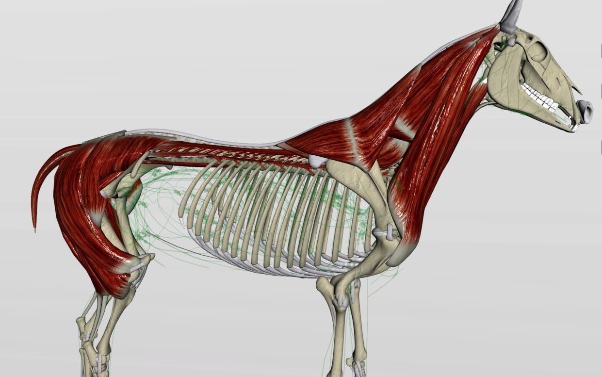 Lateral view of equine muscle and skeletal anatomy showing complete body structure