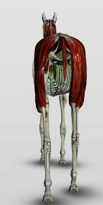 Posterior view of equine muscle anatomy showing hindquarter and back leg muscle groups