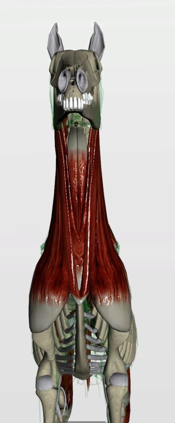 Ventral view of equine muscle anatomy focusing on neck and forelimb muscle structure